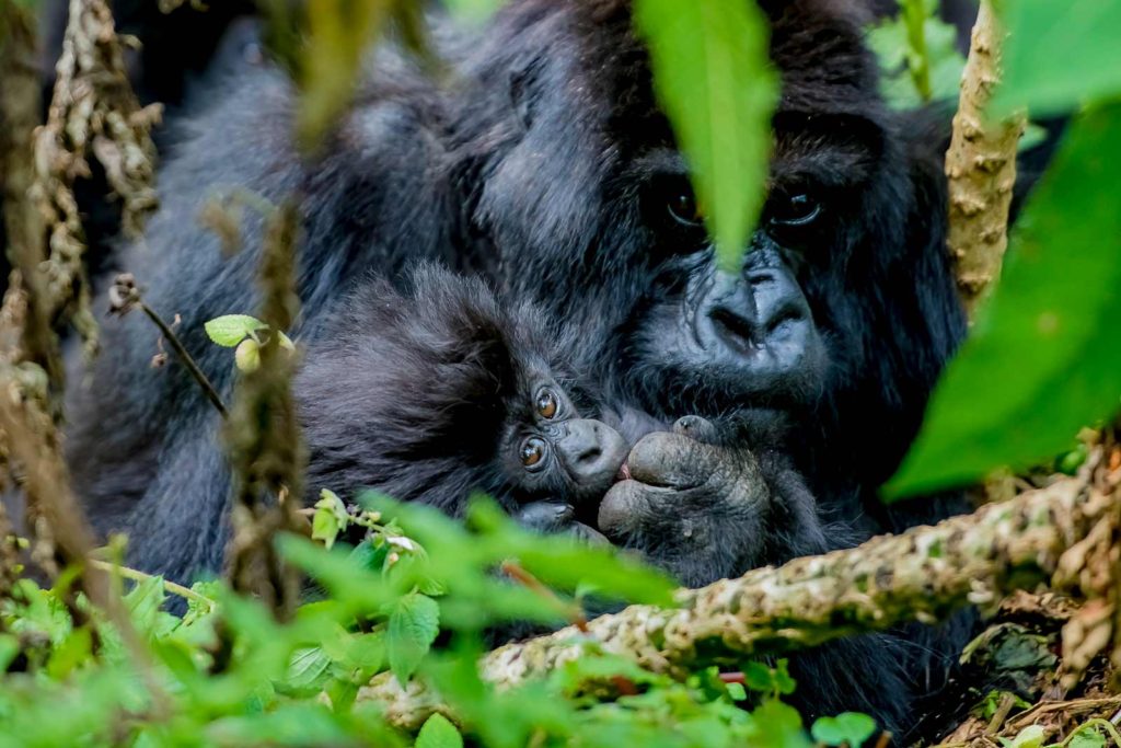Best Gorilla Trekking Region in Bwindi