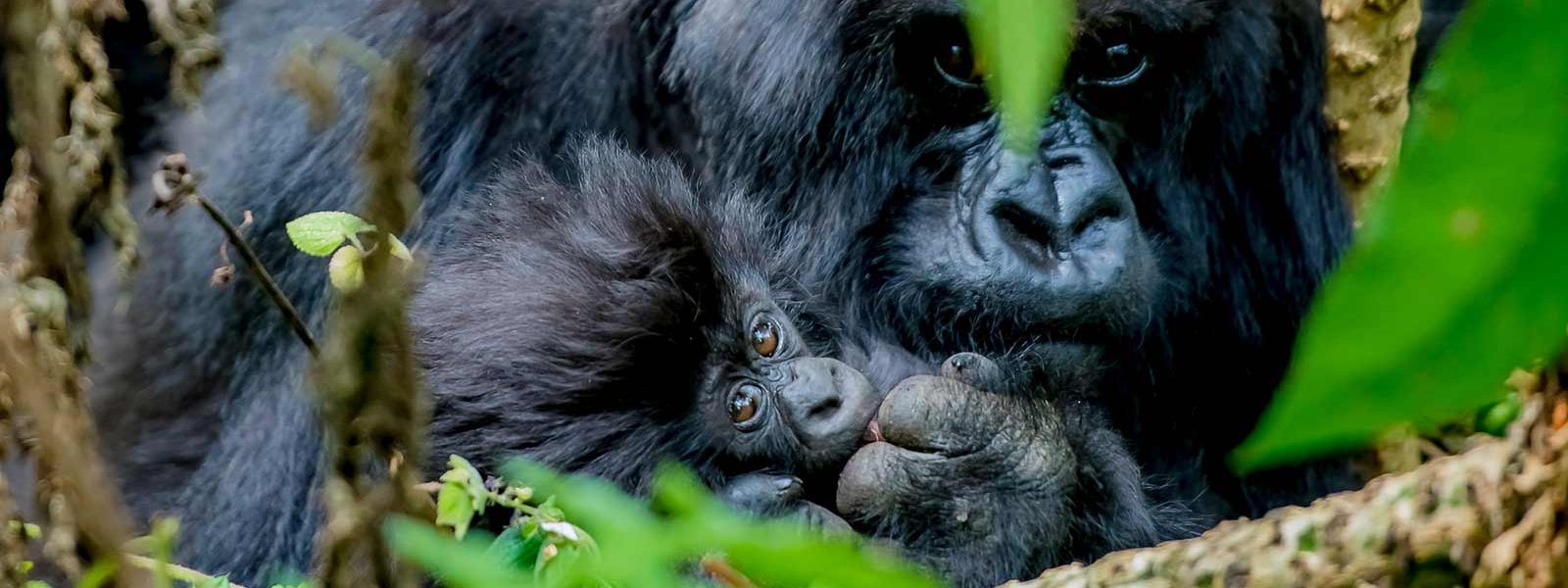 Best Gorilla Trekking Region in Bwindi