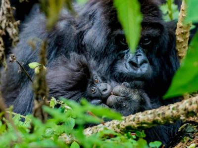 Best Gorilla Trekking Region in Bwindi