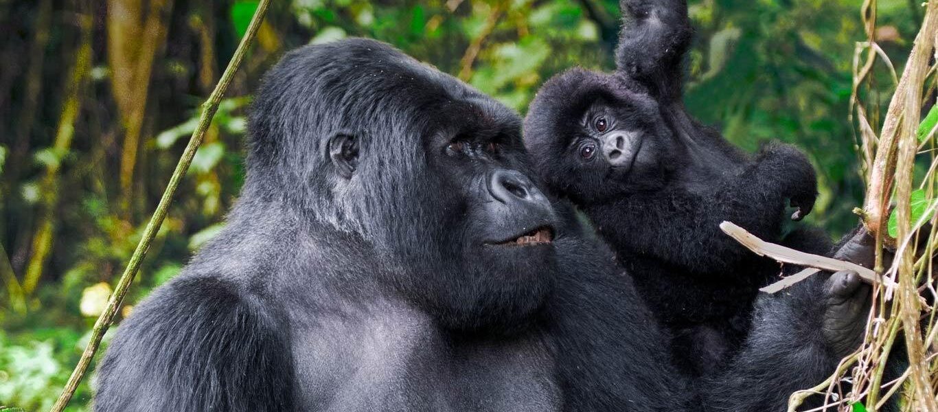 best places to see Gorillas in Uganda