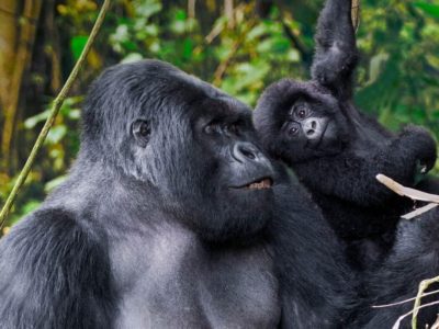 best places to see Gorillas in Uganda