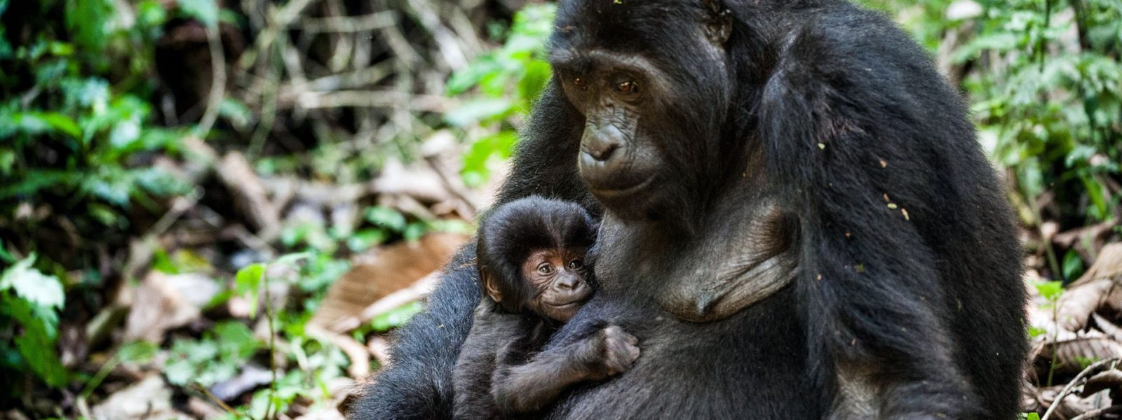 Where to go See Gorillas in Africa