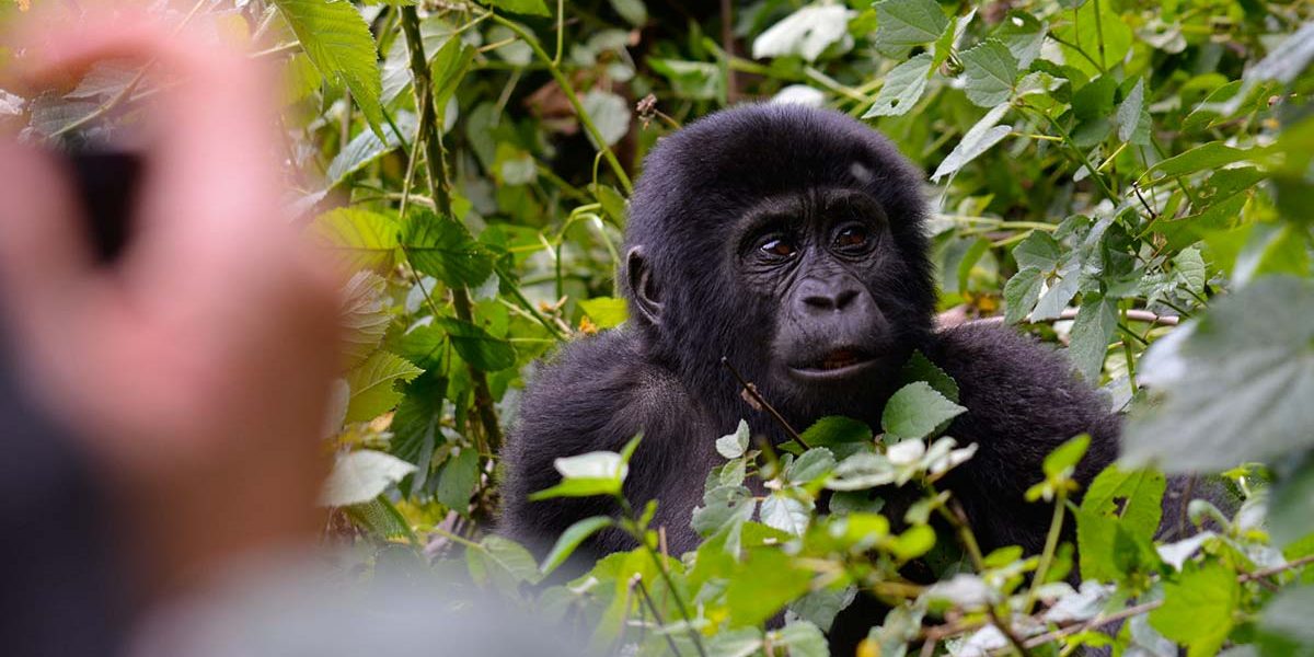 Gorilla Trekking starting from Sudan