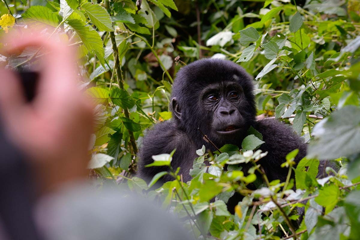 Gorilla Trekking starting from Sudan - How to plan a gorilla tour from ...