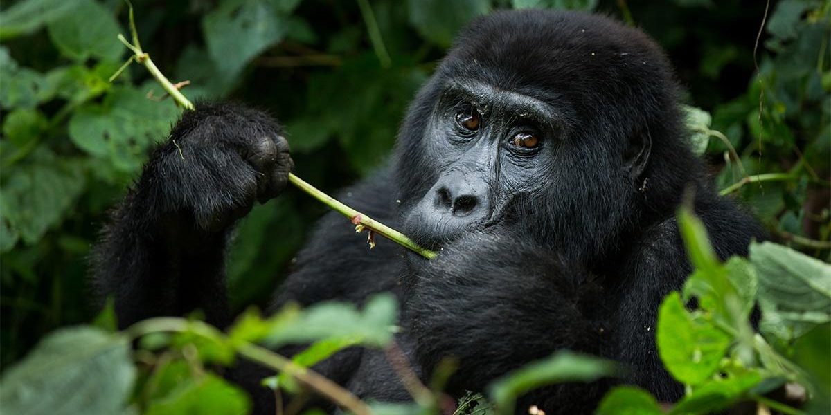 Gorilla-Trekking-tours & Safaris