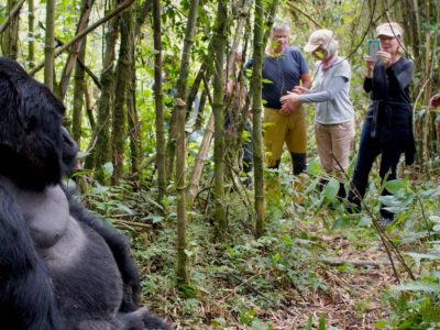 Is it Safe for Americans to go gorilla trekking