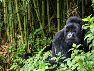 Gorilla Trekking Rules and Regulations