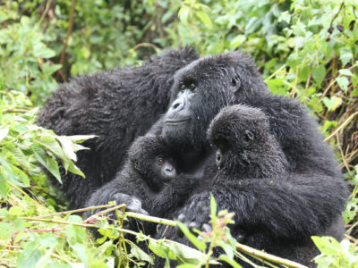 Why is gorilla trekking Only 1 hour - Habituated Gorilla Families in Bwindi