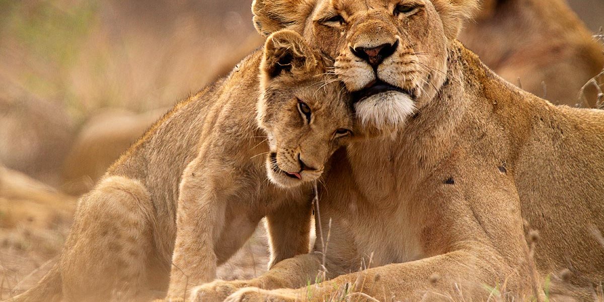 Safaris to Queen Elizabeth National park in Uganda 3 days safari to queen elizabeth NP
