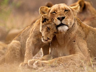 Safaris to Queen Elizabeth National park in Uganda 3 days safari to queen elizabeth NP