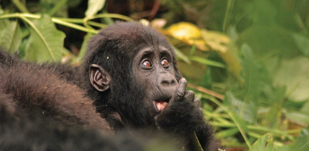 What to pack for Gorilla trekking in Uganda & Rwanda