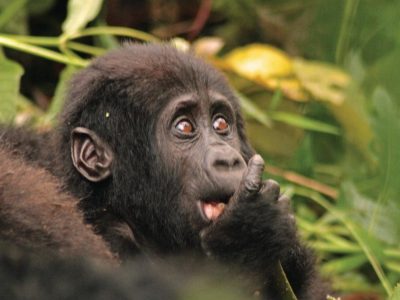 What to pack for Gorilla trekking in Uganda & Rwanda