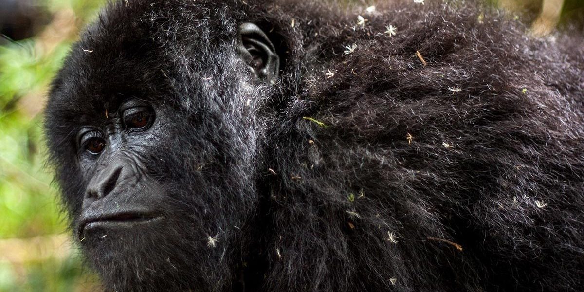 Which is the best region for gorilla trekking in Bwindi
