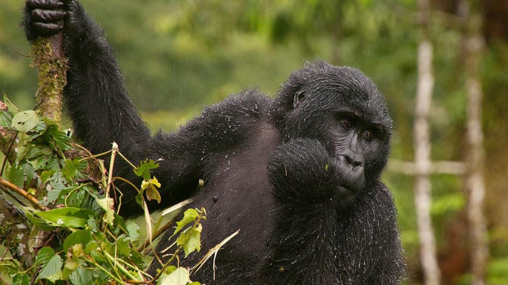 Why are Rwanda Gorilla permits are so expensive