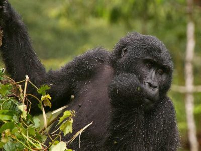 Why are Rwanda Gorilla permits are so expensive