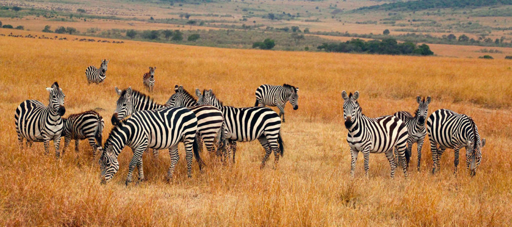 4 Days Kidepo Safari - Kidepo valley National Park