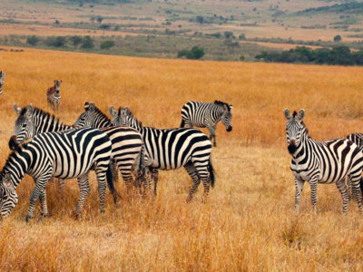 4 Days Kidepo Safari - Kidepo valley National Park