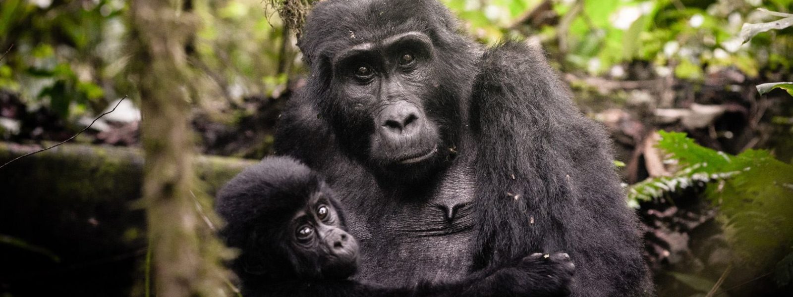 how many gorilla permits are available in uganda?