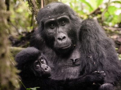 how many gorilla permits are available in uganda?