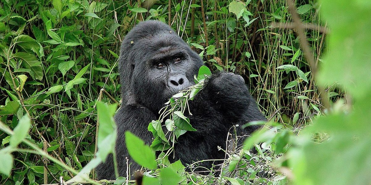 Best season for gorilla trekking