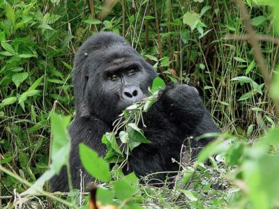 Best season for gorilla trekking