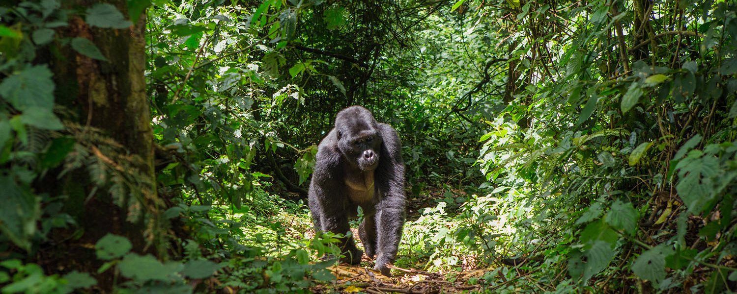 Cheapest place to trek Gorillas