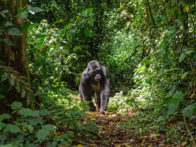 Cheapest place to trek Gorillas