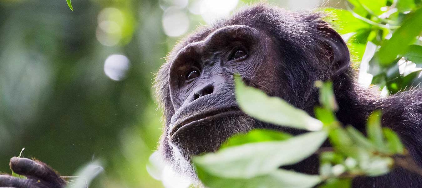 Chimpanzee tracking permits in Uganda 2021