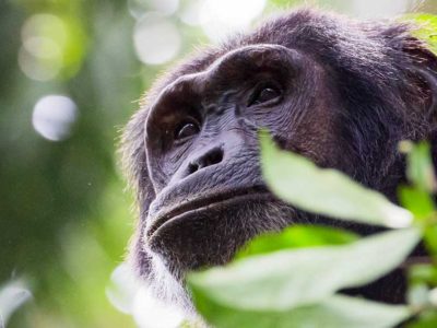 Chimpanzee tracking permits in Uganda 2021