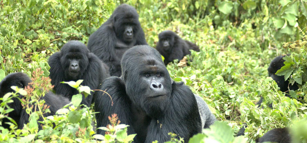 Price of a gorilla tour