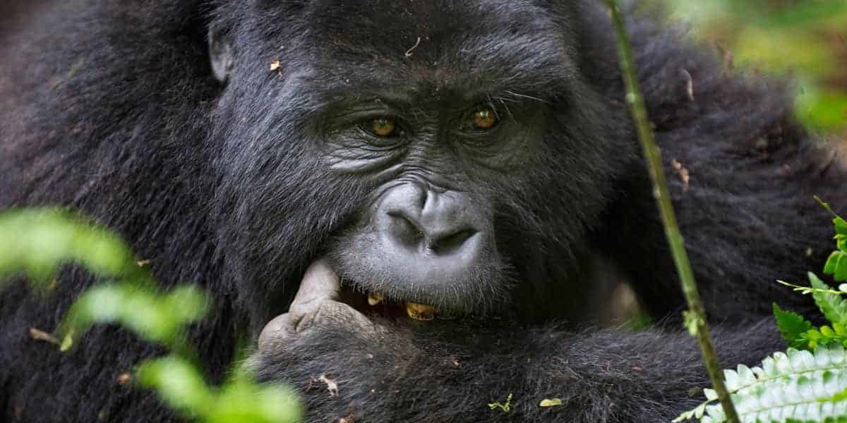 gorilla safaris starting in Australia