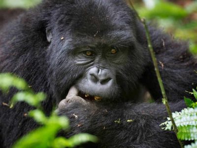 gorilla safaris starting in Australia