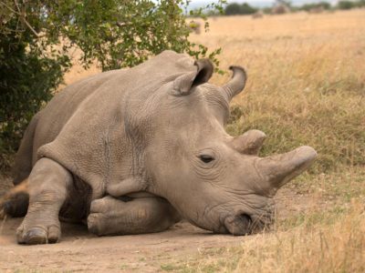 1 day Zziwa rhino Sanctuary