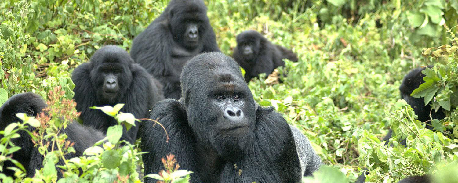 Best Place to go gorilla Trekking in 2022 - 2023