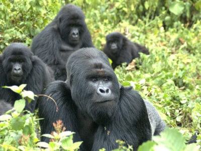 Best Place to go gorilla Trekking in 2022 - 2023