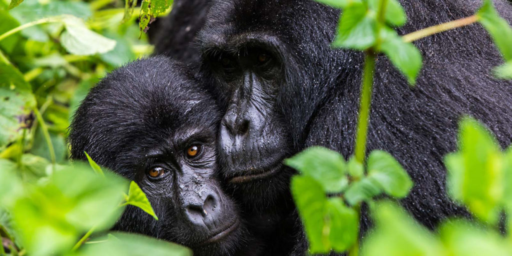 Budget Gorilla tracking Safaris