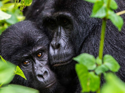 Budget Gorilla tracking Safaris