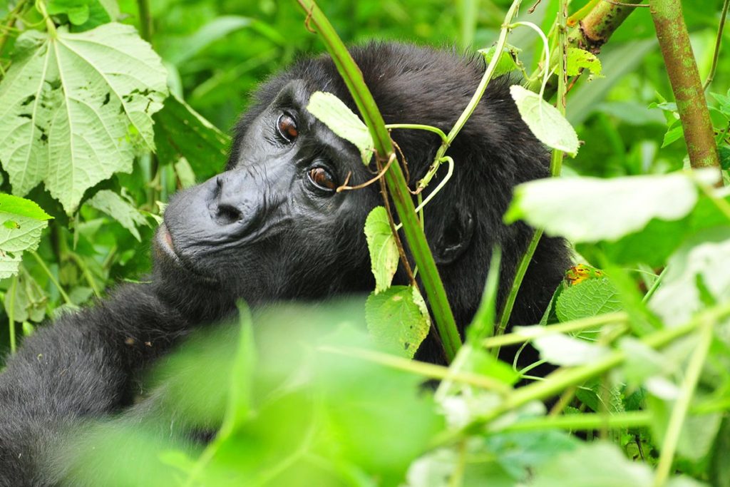 Budget Gorilla trekking Holidays