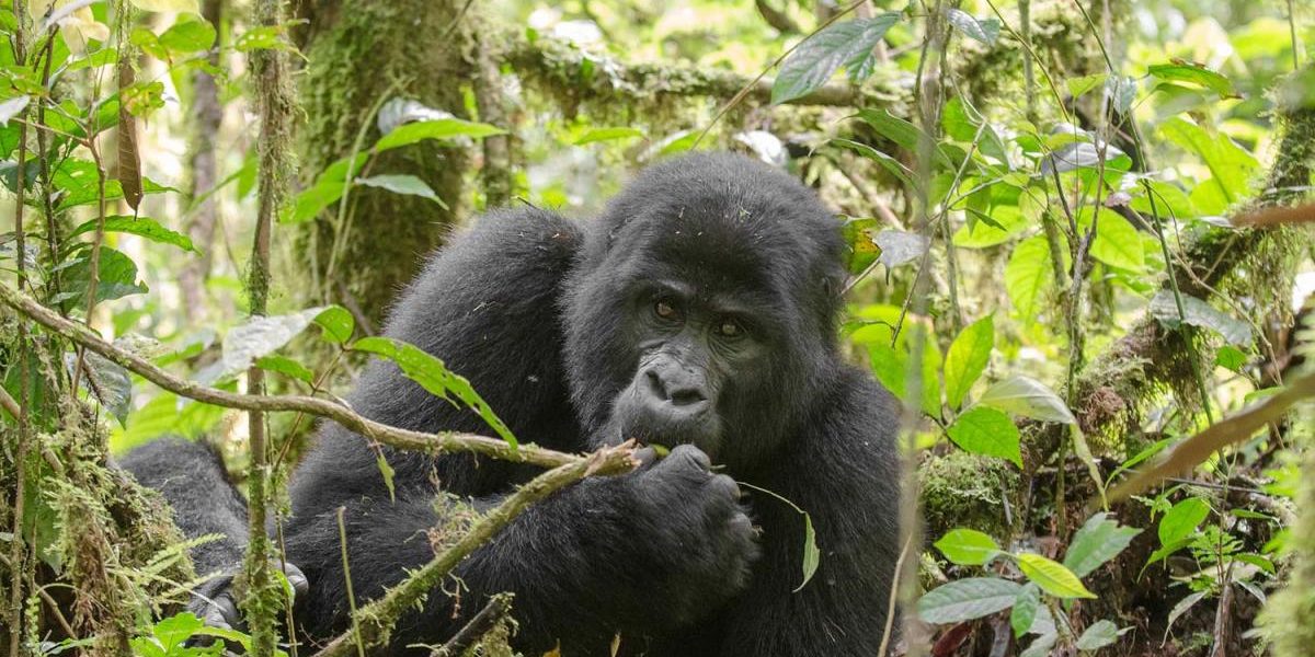 Cheap Uganda Gorilla Tours