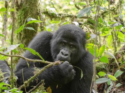 Cheap Uganda Gorilla Tours