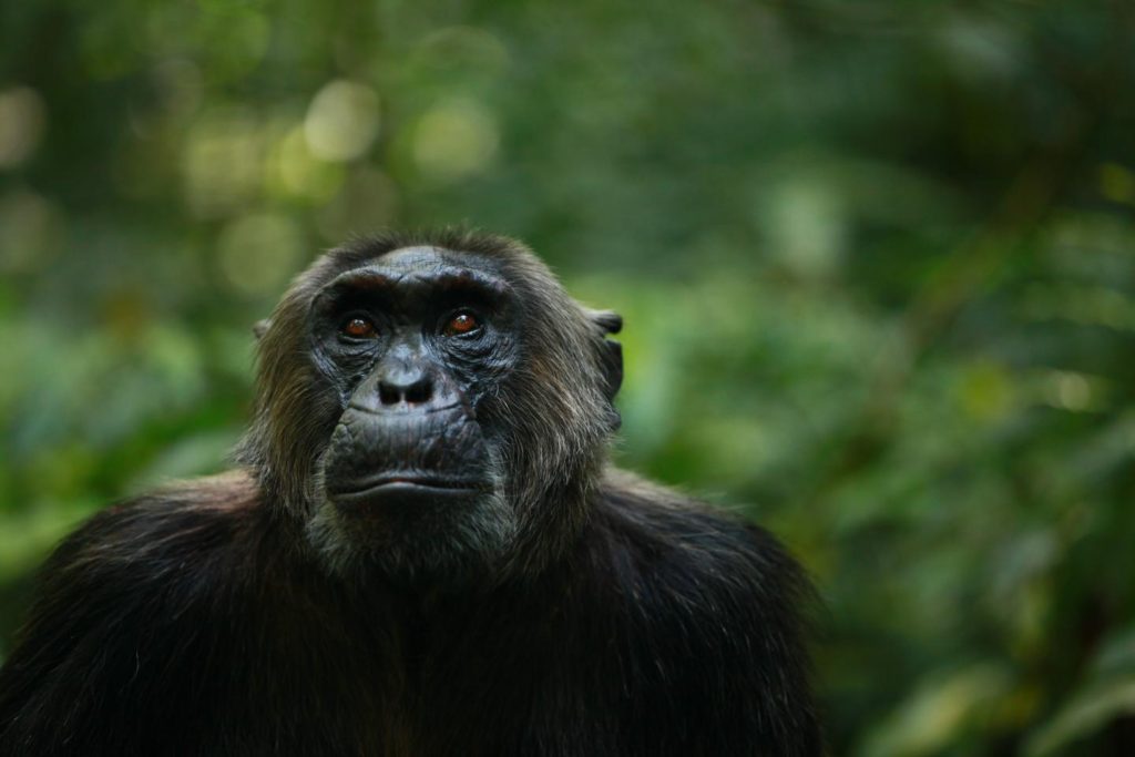 Uganda Chimpanzee Permit Prices for 2024 - 2026 Chimpanzee Filming at the Ngogo