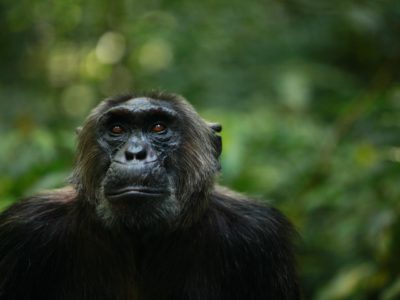 Chimpanzee Filming at the Ngogo
