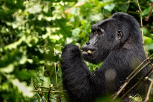 Gorilla safaris & tours