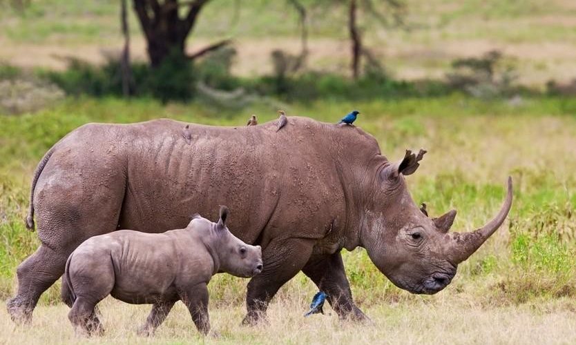 Rhino in Lake Nakuru National Park
