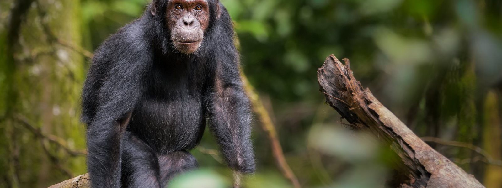 chimpanzee Filming in Murchison falls National Park