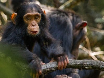 chimpanzee filming at Ol Pejeta Conservancy