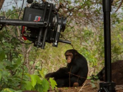 chimpanzee filming in Budongo forest (Murchison falls NP)