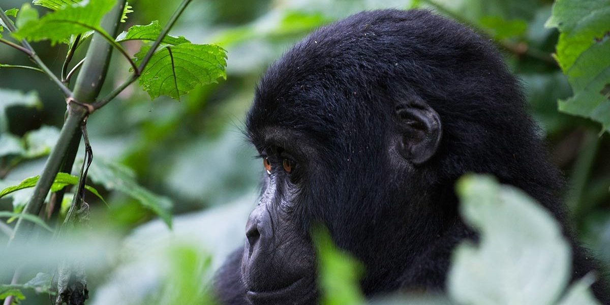 cheap uganda gorilla safaris