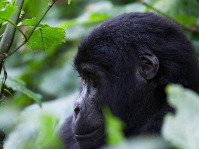 cheap uganda gorilla safaris