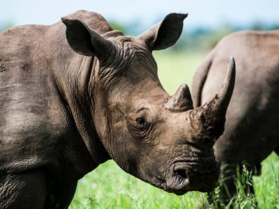 2 Days Zziwa Rhino Sanctuary safari from Gulu